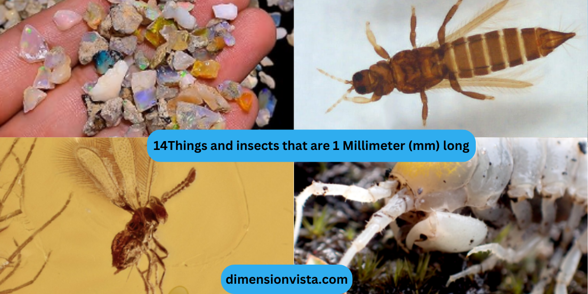 14Things and insects that are 1 Millimeter (mm) long