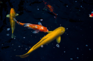 Tips for Creating a Serene Environment for Your Koi Carp