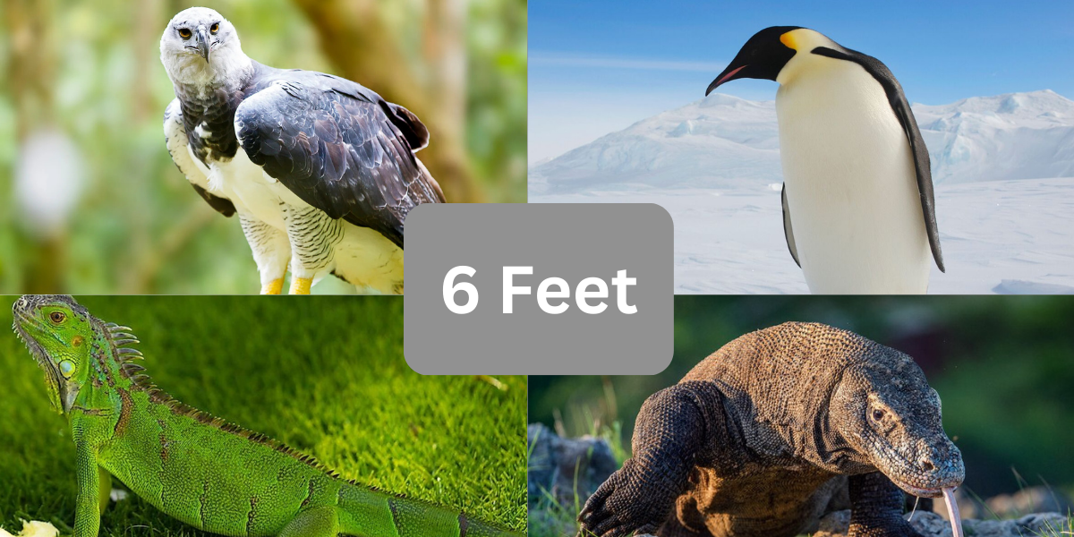 12 Animals That Are 6 Feet (ft.) Long or Tall