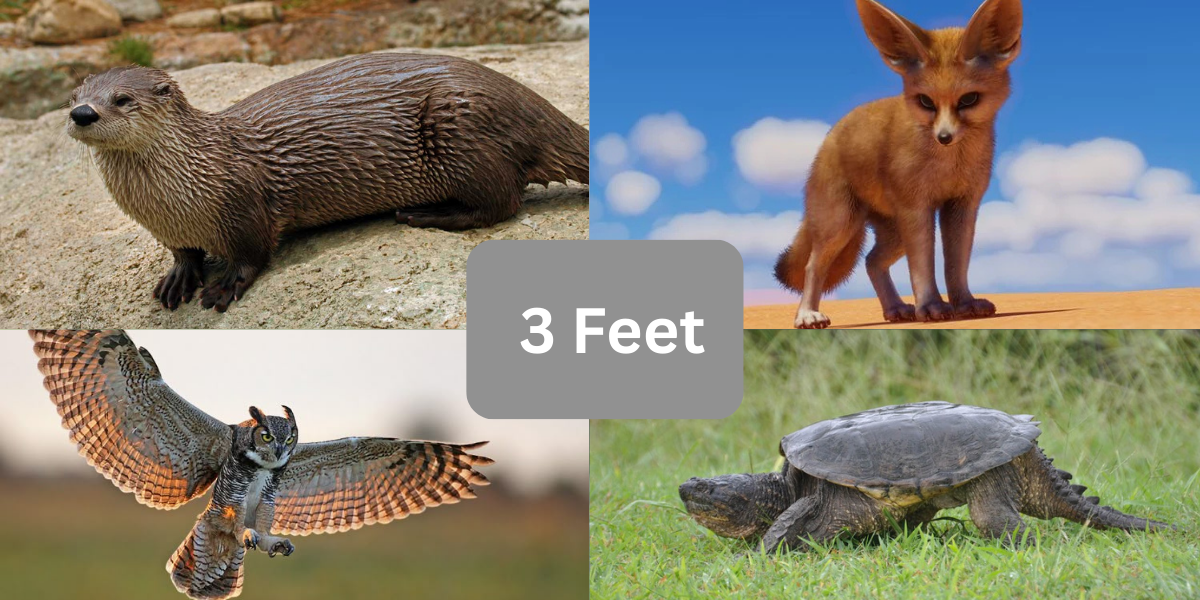13 Animals That Are About 3 Feet (ft.) Long/Tall