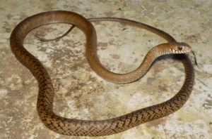 That Are About 12 Inches (in) Long