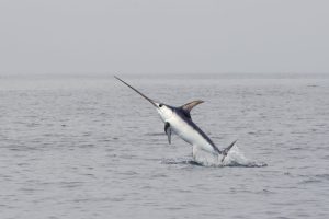 That Are 6 Feet (ft.) Long or Tall