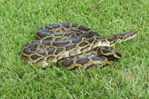 That Are 6 Feet (ft.) Long or Tall