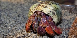 That Are About 12 Inches (in) Long
